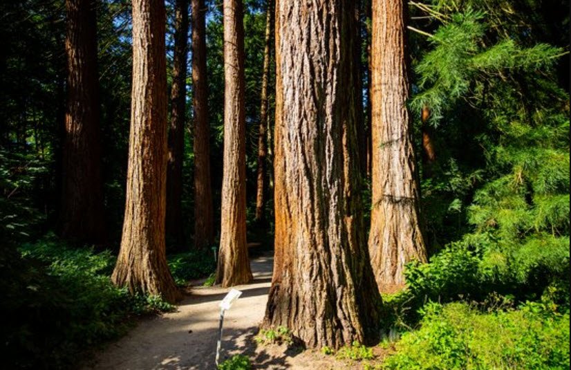 Kaldenkirchen Sequoia Farm, Nettetal, Germany, Germany
